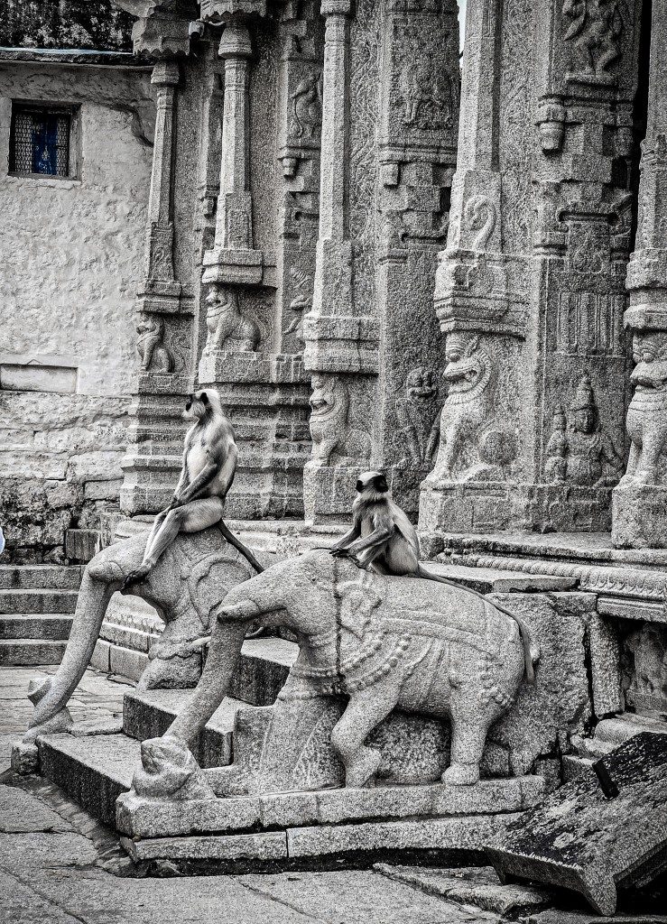 Two grey langur monkeys sitting with casual confidence on stone elephant sculptures at the entrance to a Hampi temple — carved pillars and temple facade behind them