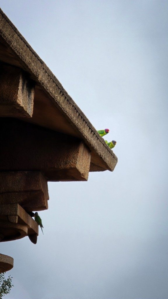 Three green Alexandrine parakeets perched at different heights on the ancient stone roofline of a Hampi temple — a pale overcast sky behind them