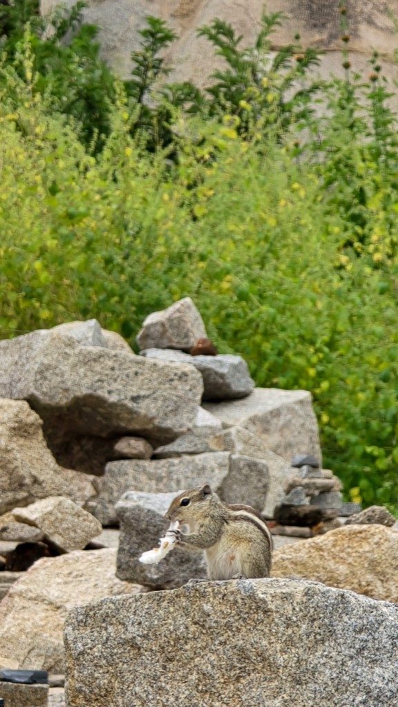 An Indian palm squirrel sits on a granite boulder in Hampi holding food between its paws — yellow wildflowers and green foliage visible behind