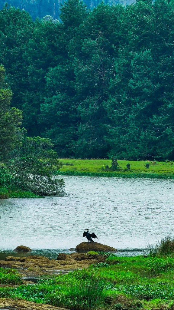 Silhouetted bird with wings spread on a rock in the middle of a still forest lake
