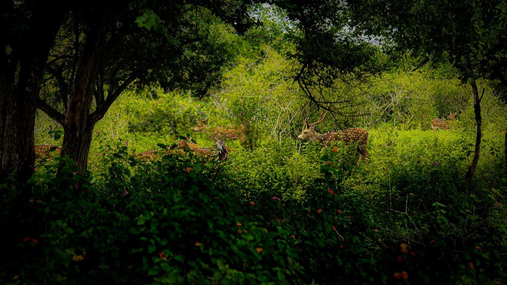 Spotted deer camouflaged within dense forest foliage under dark tree canopy