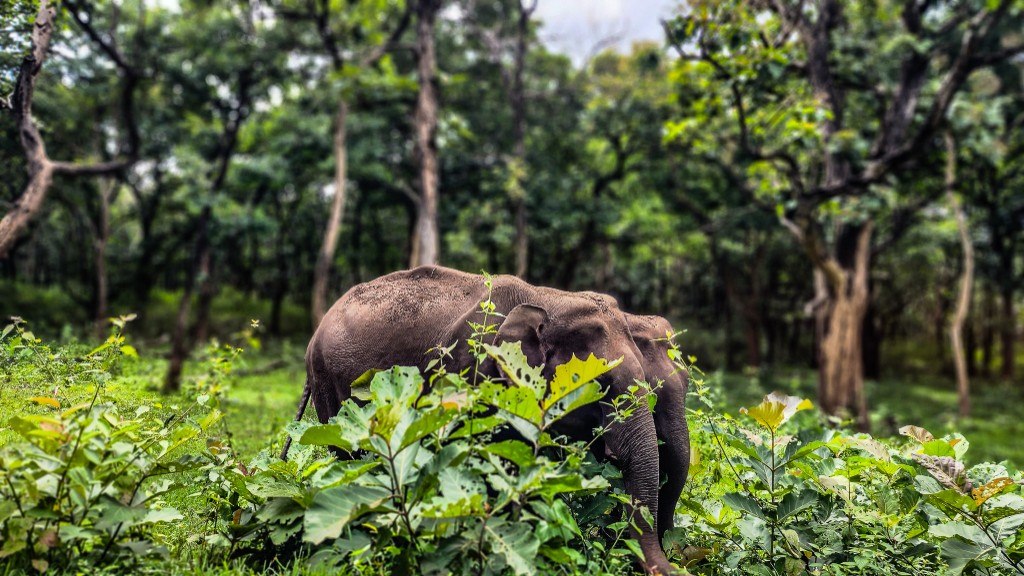 Two Asian elephants partially hidden among dense green forest undergrowth