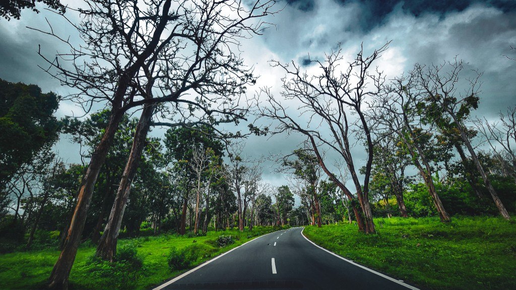 Empty forest road curving under bare and leafy tree canopy beneath a dramatic cloudy sky